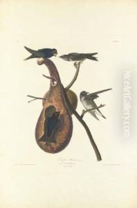 Purple Martin