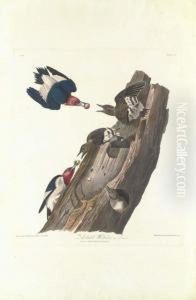 Red Headed Woodpecker