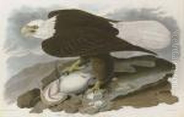 White-headed Eagle - view 1