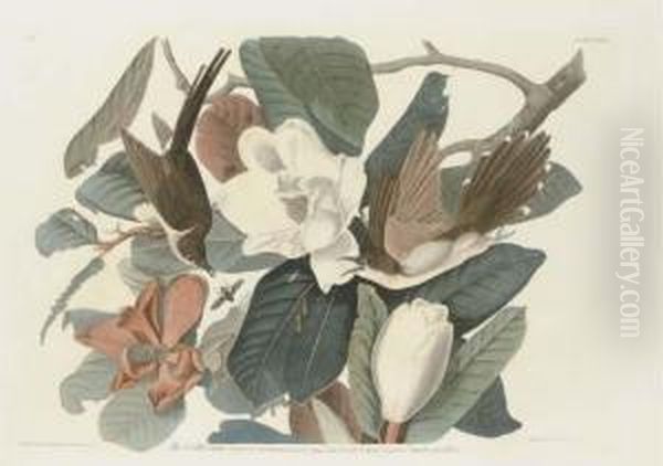 Black-billed Cuckoo - view 1