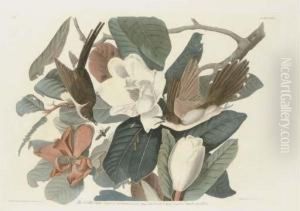Black-billed Cuckoo