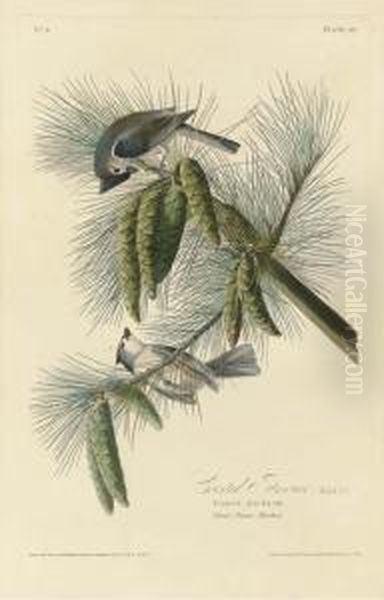 Crested Titmouse - view 1