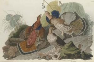 Ruffed Grouse