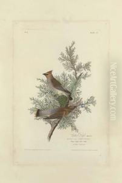 Cedar Bird - view 1
