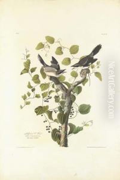 Loggerhead Shrike - view 1