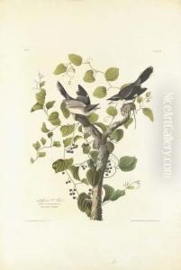 Loggerhead Shrike