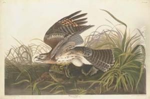 Winter Hawk