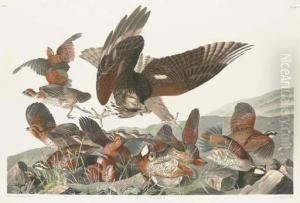 Virginian Partridge