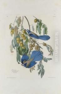 Florida Jay