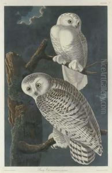 Snowy Owl - view 1