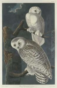 Snowy Owl