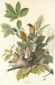 American Robin by Robert I Havell