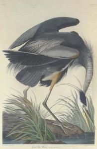 Great Blue Heron by Robert I Havell