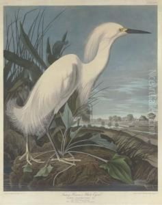 Snowy Heron, Or White Egret by Robert I Havell