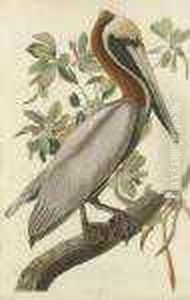 Brown Pelican