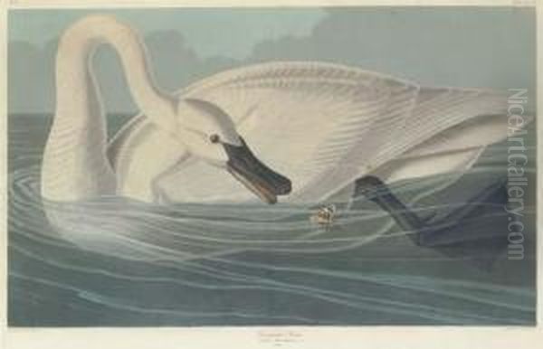 Trumpeter Swan - view 1