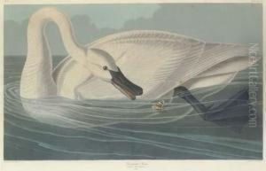 Trumpeter Swan by Robert I Havell