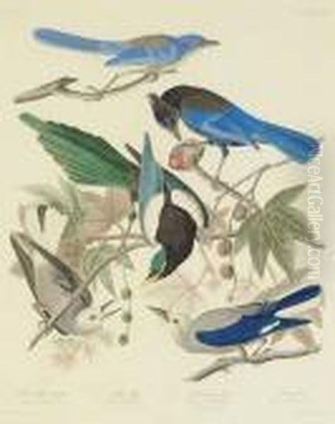 Yellow Billed Magpie - view 1