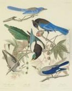 Yellow Billed Magpie