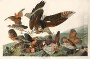 Virginian Partridge by Robert Havell, Jr.