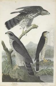 Falco Palumbarius. Falco Stanleii by Robert Havell, Jr.