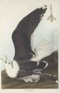 Larus Marinus by Robert Havell, Jr.