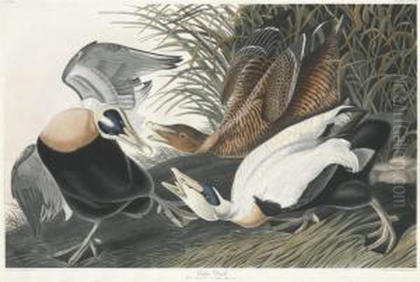 Eider Duck - view 1