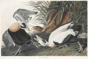 Eider Duck by Robert Havell, Jr.