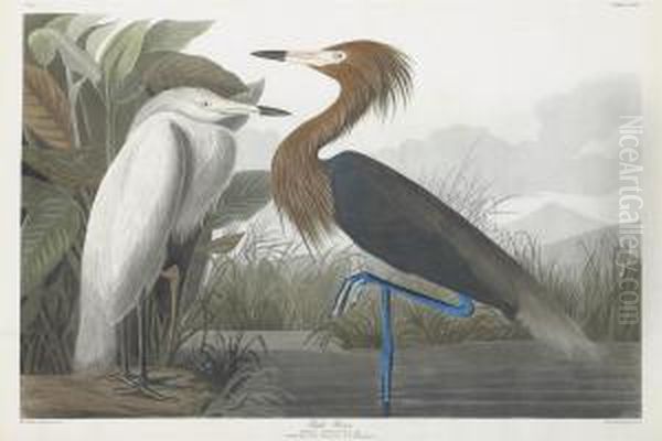 Ardea Rufescens - view 1