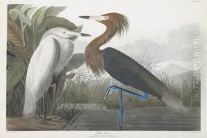 Ardea Rufescens by Robert Havell, Jr.