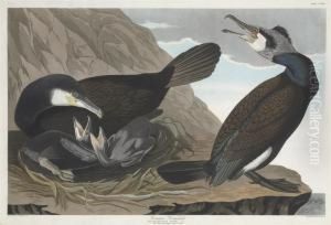 Phalacrocorax Carbo