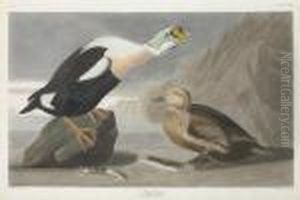 Fuligula Spectabilis by Robert Havell, Jr.