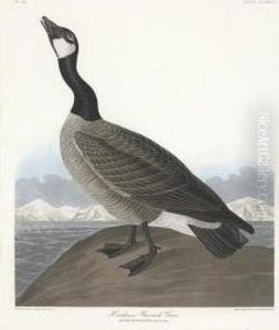 Anser Hutchinsii by Robert Havell, Jr.