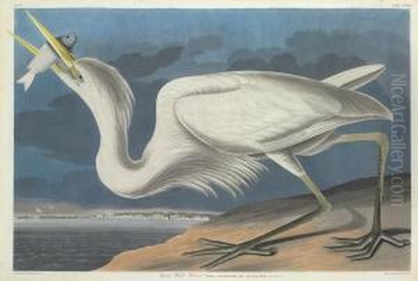 Ardea Occidentalis - view 1