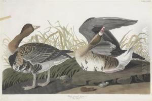 Anser Albifrons by Robert Havell, Jr.