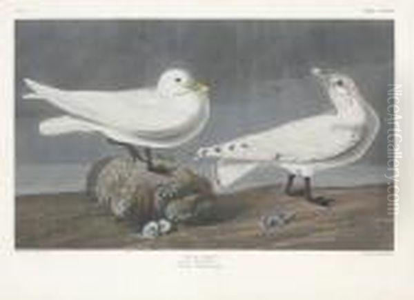 Larus Eburneus - view 1