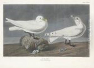 Larus Eburneus by Robert Havell, Jr.