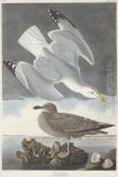 Larus Argentatus - view 1