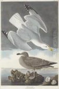 Larus Argentatus by Robert Havell, Jr.