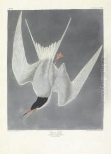 Sterna Hirundo by Robert Havell, Jr.