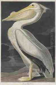 Pelicanus Americanus