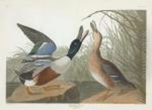 Anas Clypeata by Robert Havell, Jr.