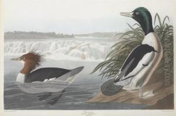 Mergus Merganser - view 1