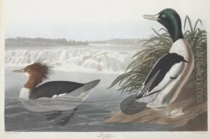 Mergus Merganser