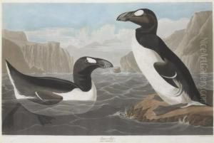 Alca Impennis by Robert Havell, Jr.