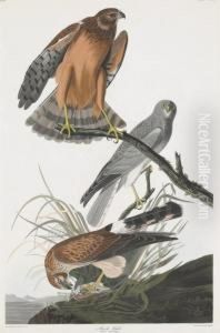 Falco Cyaneus by Robert Havell, Jr.