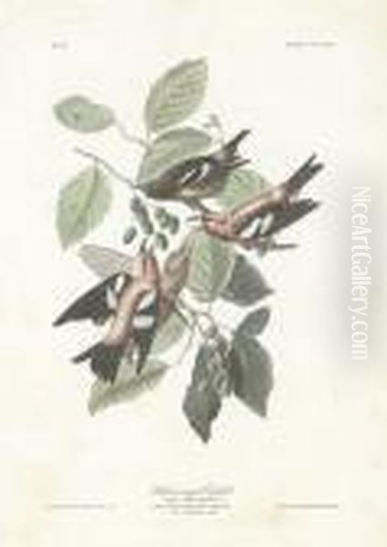 Loxia Leucoptera - view 1