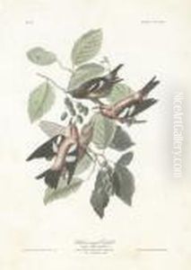 Loxia Leucoptera by Robert Havell, Jr.