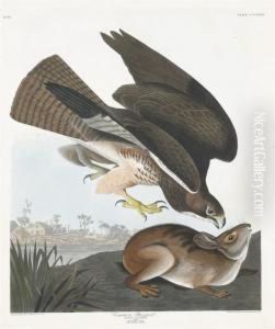 Buteo Vulgaris by Robert Havell, Jr.