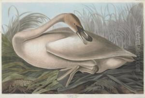 Cygnus Buccinator